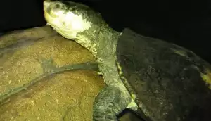 Elsay belogorlae, jedinečná korytnačka, schopná dýchať korisť, je ohrozená zmiznutím